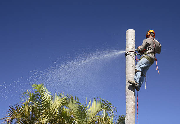 Best Tree Trimming and Pruning  in Ladson, SC