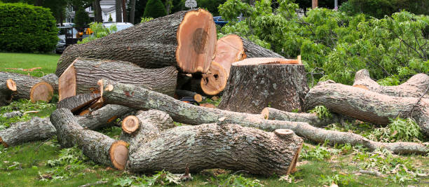 Best Lawn Dethatching  in Ladson, SC