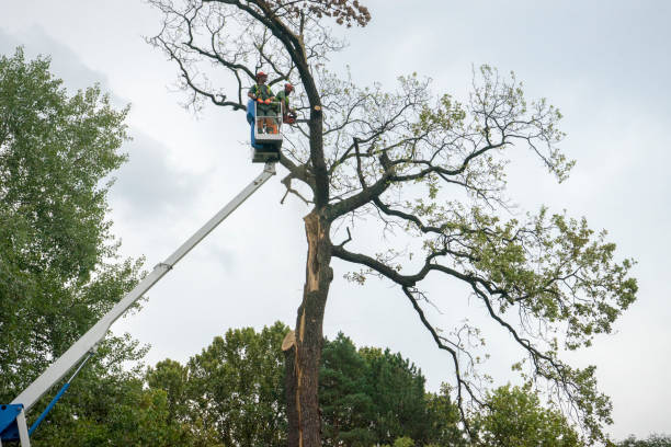 Best Tree Preservation Services  in Ladson, SC