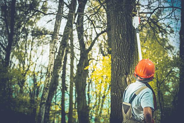 Ladson, SC Tree Care Company