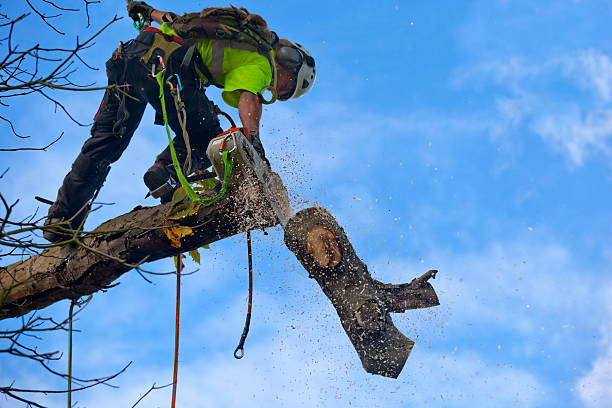 Best Pest Control for Lawns  in Ladson, SC