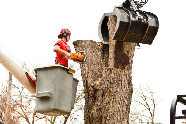 Best Utility Line Clearance  in Ladson, SC