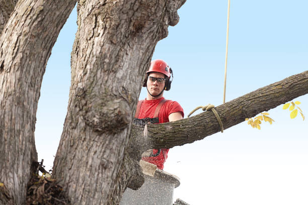 Best Tree Removal  in Ladson, SC