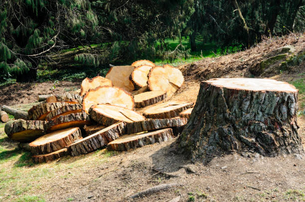 Best Tree Cabling and Bracing  in Ladson, SC